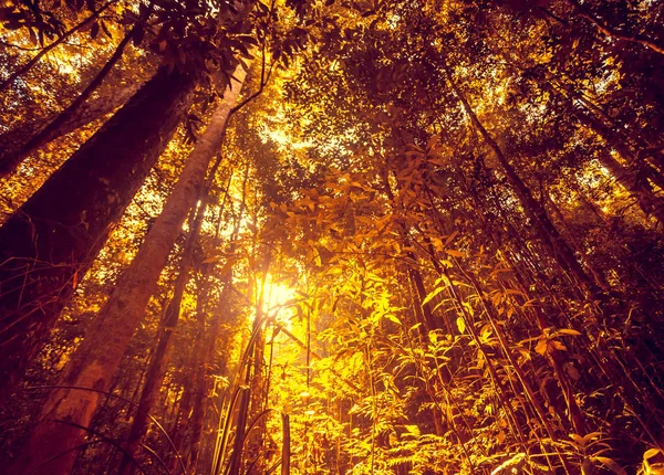 Floresta da selva. Beleza natureza paisagem fundo — Fotografia de Stock