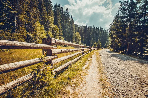 Camino de senderismo con valla de madera en el bosque de pinos — Foto de Stock