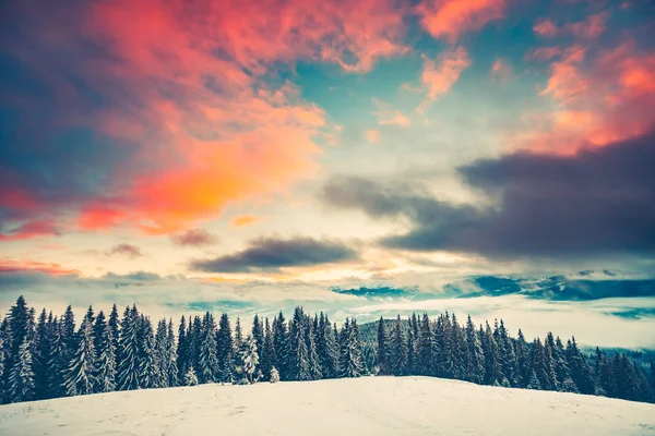 Paysage hivernal coucher de soleil avec forêt de pins — Photo