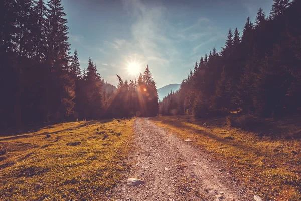 Camino vacío en el bosque de pinos. Naturaleza paisaje —  Fotos de Stock