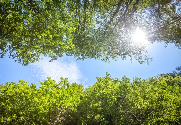 Verde folhas de árvores frescas contra o céu azul — Fotografia de Stock