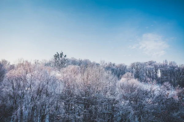 Ijzig winterlandschap in besneeuwd bos — Stockfoto