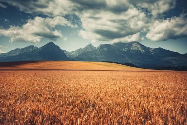 Campo de trigo colhido sob Tatras Ocidental, Eslováquia — Fotografia de Stock