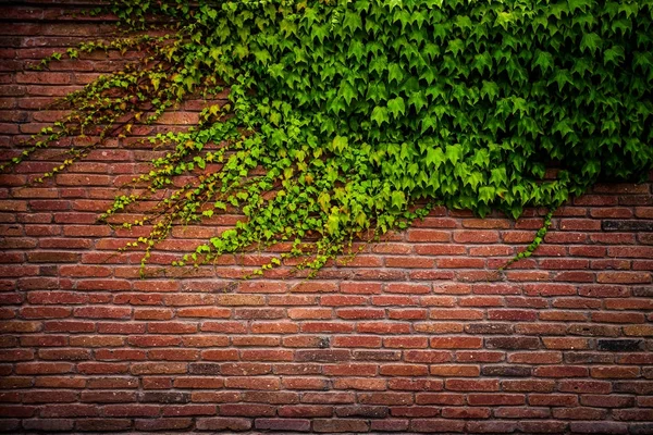 Oude rode bakstenen muur textuur en groene blad — Stockfoto