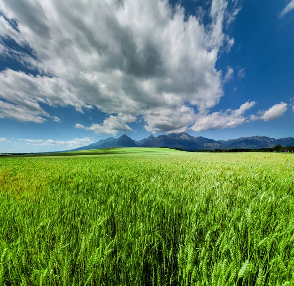 Fresh Green Wheat Field Under Scenic Dramatic Sky — Stock Photo, Image