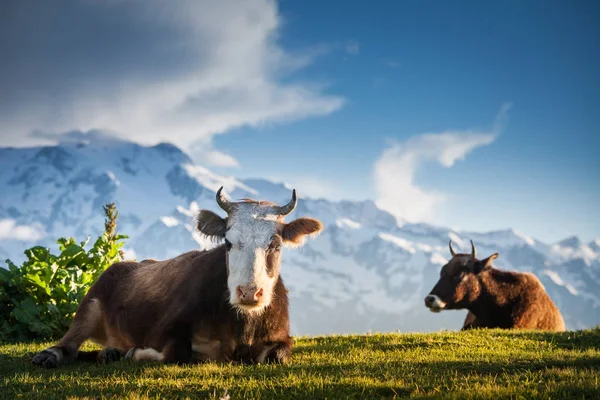 Vacas descansando sobre colinas alpinas en rayos de sol —  Fotos de Stock