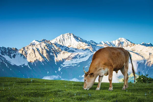 Paisaje de verano en los Alpes con pastoreo de vacas —  Fotos de Stock