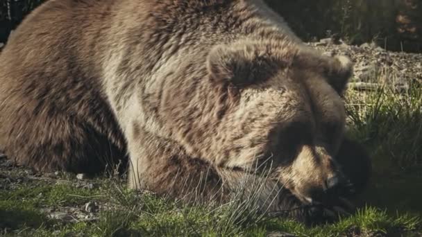 Obrovský medvěd hnědý Ursus arctos ležící na trávě — Stock video