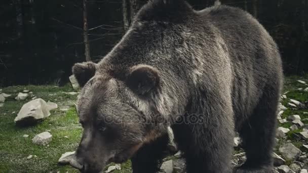 Stor vuxen brunbjörn vilar, på nära håll se — Stockvideo