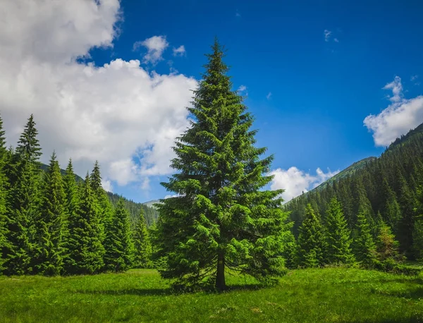 Summer landscape alone pine-tree. Carpathians mountains. Ukraine — Stock Photo, Image