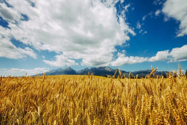 Golden field of wheat. The Tatras, Slovakia. — Stock Photo, Image