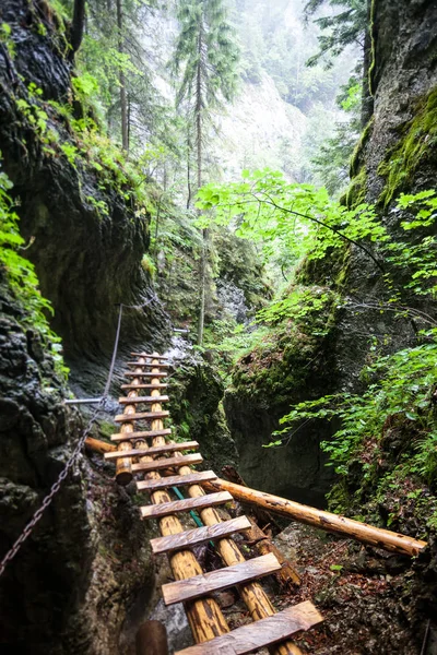 雨林废弃的旧木桥 — 图库照片