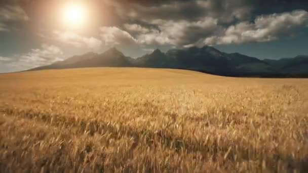 Antenn drönare flygning över mogna gula vetefält — Stockvideo