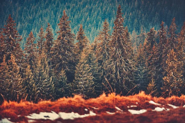 소나무의 직선 행입니다. Carpathians입니다. 우크라이나. — 스톡 사진