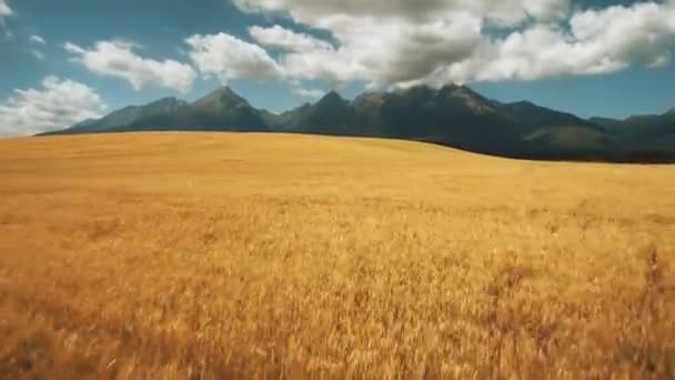 Політ безпілотника над пшеничним гірським полем Словаччини — стокове відео