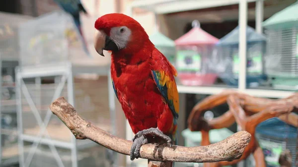 Scharlachrot und Papagei hautnah auf exotischem Vogelmarkt — Stockfoto
