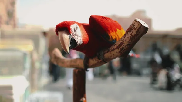 アラ・パロットは異国の鳥獣市場に閉じ込められ — ストック写真