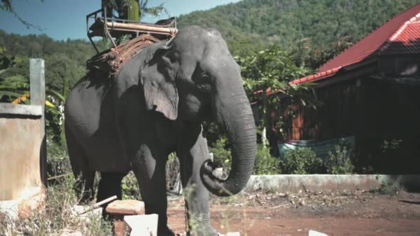 Sanctuaire d'éléphants énorme animal avec siège mahout — Video