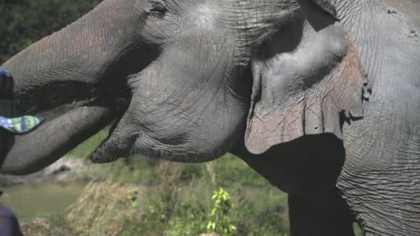 Aziatische olifant jungle heiligdom close-up schot — Stockvideo
