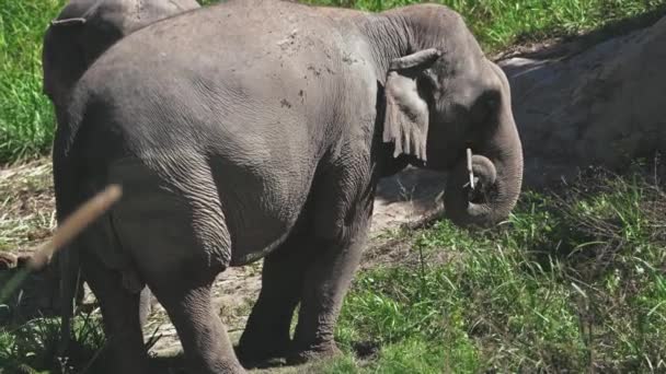 Grupo de elefantes en la selva santuario tailandia — Vídeo de stock