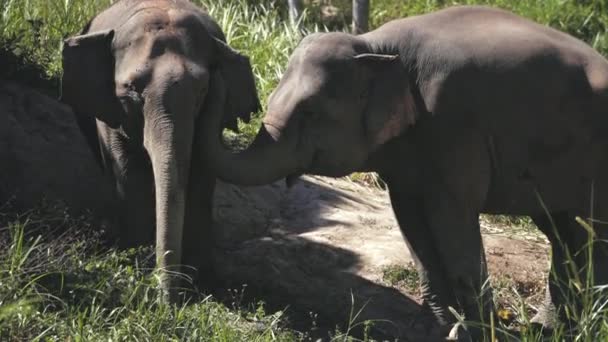 Τεράστιο ζευγάρι ελέφαντα στη ζούγκλα ιερό της Ταϊλάνδης — Αρχείο Βίντεο