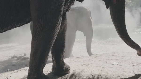 Asiático elefante santuário tailandês vista parcial — Fotografia de Stock