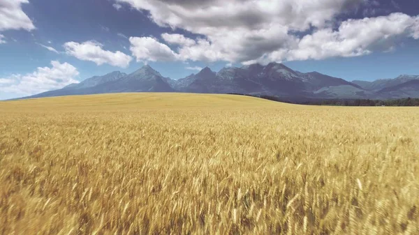金色の麦畑の上を飛ぶドローンスロヴァキア — ストック写真