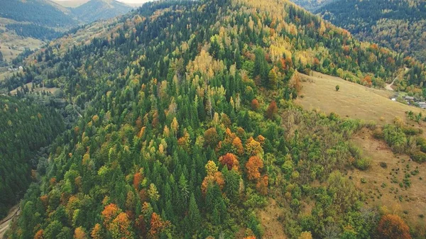 Karpat dağ yamacında sonbahar karışık ormanı — Stok fotoğraf