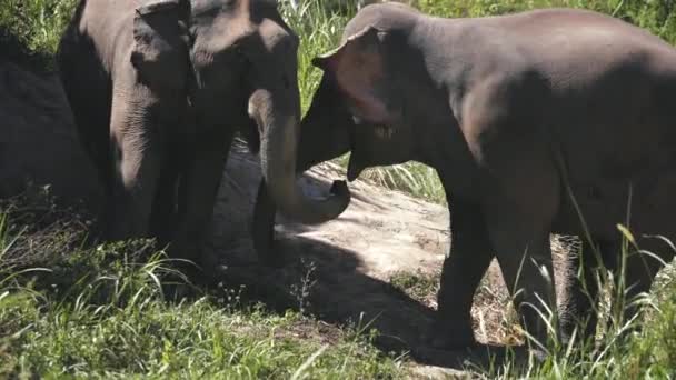 Asian elephant couple in jungle sanctuary thailand — Stock Video