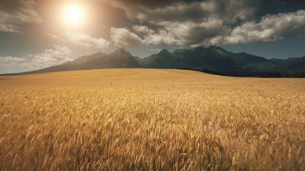 Vuelo aéreo Drone sobre campo de trigo amarillo maduro — Foto de Stock