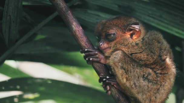 Pequeño tarsier quedarse dormido sentado en rama — Vídeo de stock