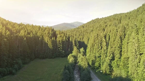 Luchtfoto van de Drone: Vlucht over dennenbos — Stockfoto