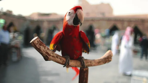 Grande ara pappagallo da vicino nel mercato degli uccelli esotici — Foto Stock