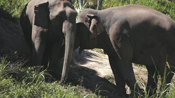 Asiatisk elefantpar i djungeln fristad thailand — Stockfoto