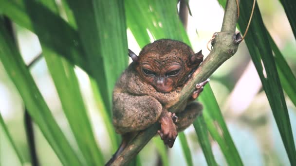 Tarsier med de största proportionerna öga mot kropp — Stockvideo