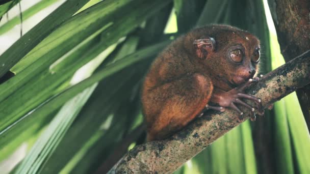 Exotisches Säugetier sitzt und beobachtet auf Ast — Stockvideo