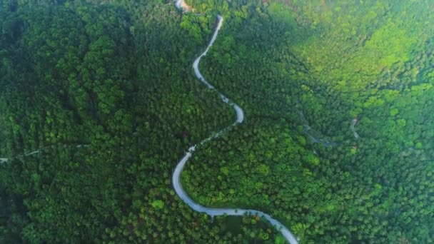 Diep bos boom landschap gebogen weg uitzicht vanuit de lucht — Stockvideo