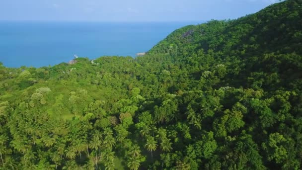 Tät skog träd kustlandskap bakgrund antenn utsikt — Stockvideo