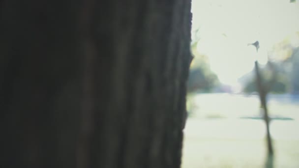Gelukkig jong vrouw verbergen achter boom bokeh effect — Stockvideo