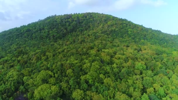 울창 한 숲 속 의나무들 이 언덕의 공중 풍경을 보여준다 — 비디오