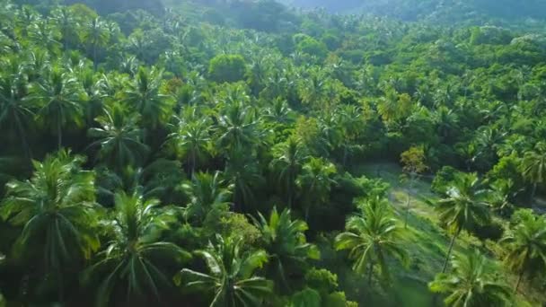 Djup grön djungel skog landskap antenn utsikt — Stockvideo