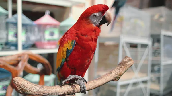 Κόκκινο παπαγάλος ara κοντά σε εξωτική αγορά πουλιών — Φωτογραφία Αρχείου