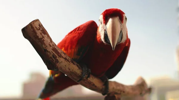 Papagaio ara inteligente fechar no mercado de aves exóticas — Fotografia de Stock