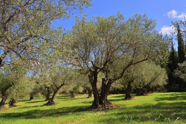 Zeytin ağacı grove, Yunanistan