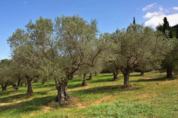 Zeytin ağaçları grove, Yunanistan — Stok fotoğraf