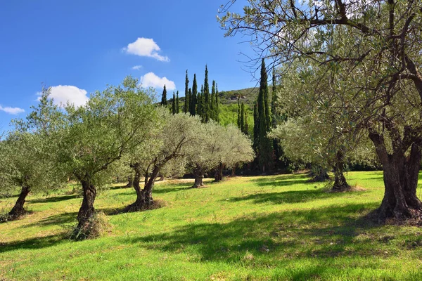 Olivos arboleda, Grecia — Foto de Stock