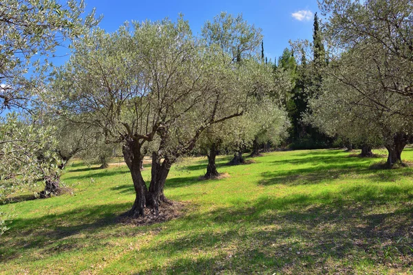 Zeytin ağaçları grove, Yunanistan — Stok fotoğraf