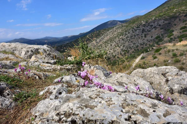 Griechische Landschaft mit Cyclamen-Blume — Stockfoto