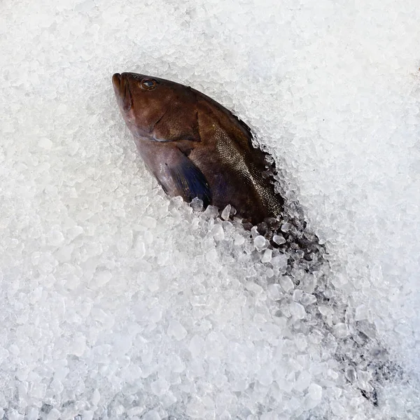 Frischer Fisch auf Eis — Stockfoto