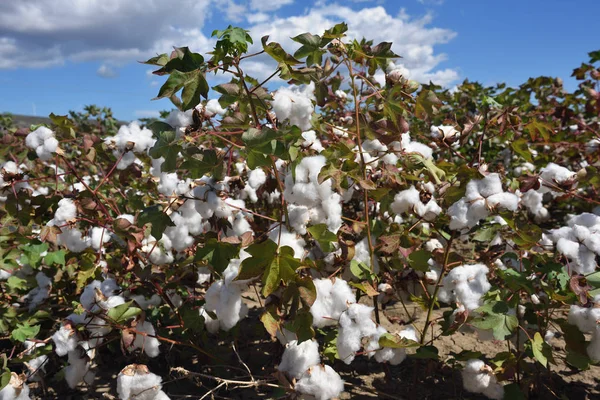 Cotton plant ready for harvest
